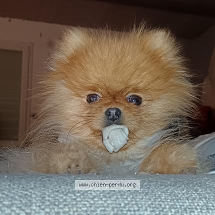 Photo 1/2 Found dog Found in Sainte soulle