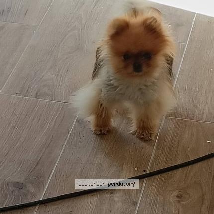 Photo 2/2 Found dog Found in Sainte soulle