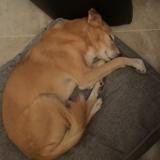 Picture of dog lost at Saint Nazaire