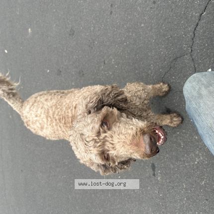 Picture of dog found at Clovis