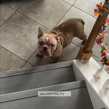 Photo 1/1 Shystie Dog lost in Houston