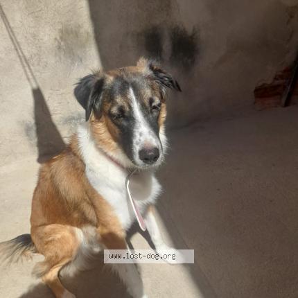 Photo 1/1 Amora Dog lost in Petrolina