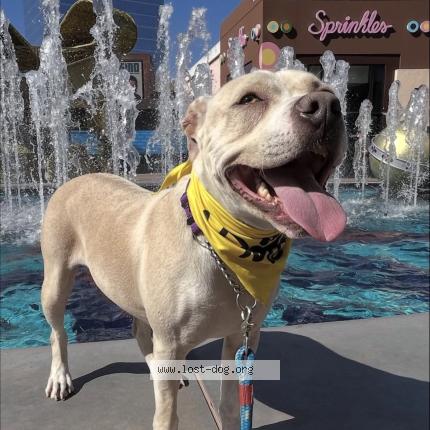 Photo 1/1 Reunited dog Lost in Irvine