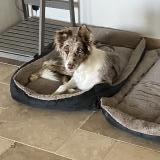 Picture of dog lost at Beaumont De Pertuis