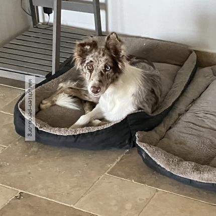 Photo 1/1 Red Chien lost in Beaumont de pertuis