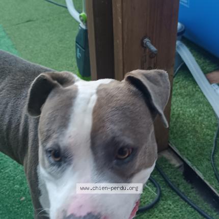 Photo 1/1 Found dog Found in Le tampon