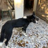 Picture of dog lost at Redessan