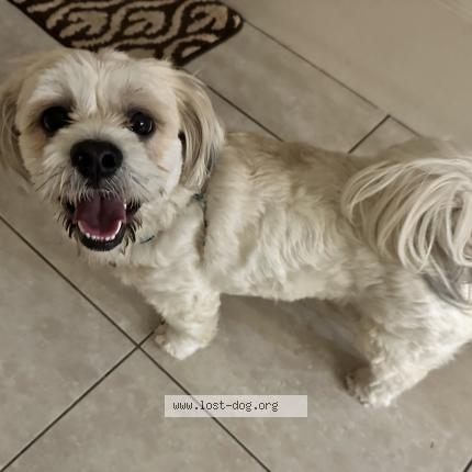 Photo 1/1 Reunited dog Found in Sydney