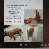 Picture of dog lost at Fontenay En Parisis Goussainvil