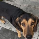 Picture of dog found at Montpellier