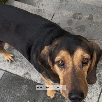 Photo 1/1 Found dog Found in Montpellier