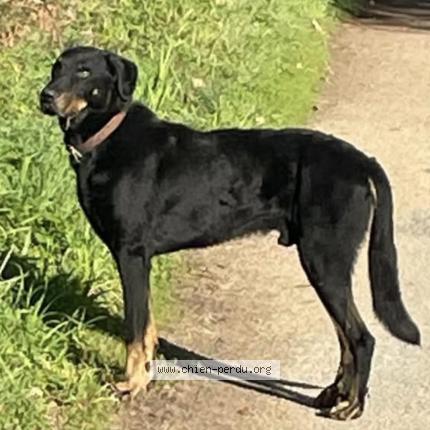 Photo 1/1 Nestor Chien lost in Chaumes en retz