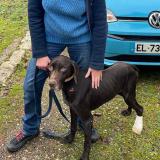 Picture of dog found at Eynesse