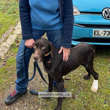 Photo 1/1 Found dog Found in Eynesse