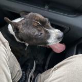 Picture of dog found at Vernou La Celle