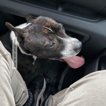 Photo 1/1 Found dog Found in Vernou la celle