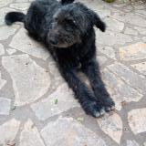 Picture of dog lost at St Martin De Crau
