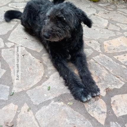 Photo 1/1 Negro Chien lost in St martin de crau