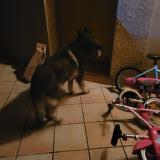 Picture of dog found at Dremil Lafage