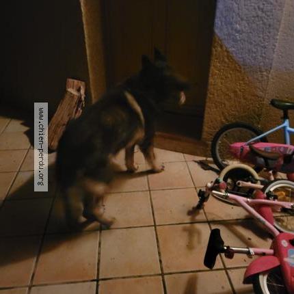 Photo 1/1 Found dog Found in Dremil lafage