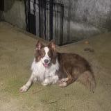 Picture of dog found at Aubagne