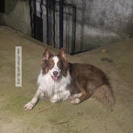 Photo 1/1 Found dog Found in Aubagne