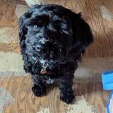 Picture of dog lost at Calling Lake