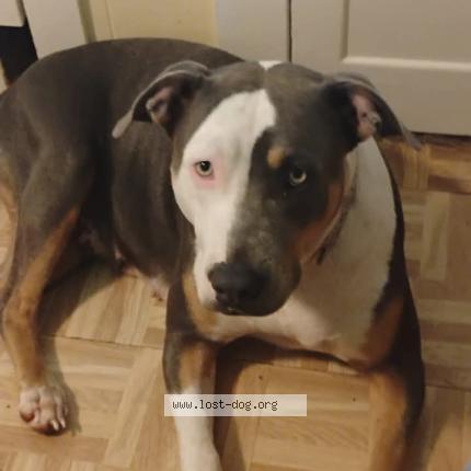 Picture of dog lost at Mobile