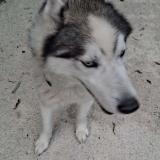 Picture of dog lost at Moussy Le Neuf