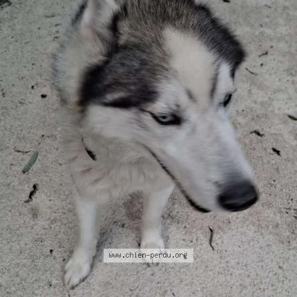 Photo 1/1 Yeti Chien lost in Moussy le neuf