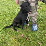 Picture of dog found at Coutras