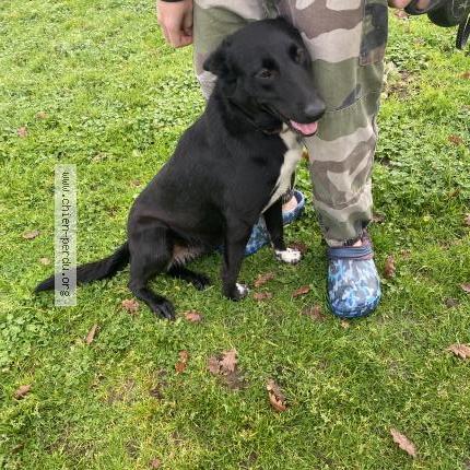 Photo 1/1 Found dog Found in Coutras