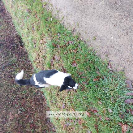 Photo 1/1 Dog reunited Found in Cuguen