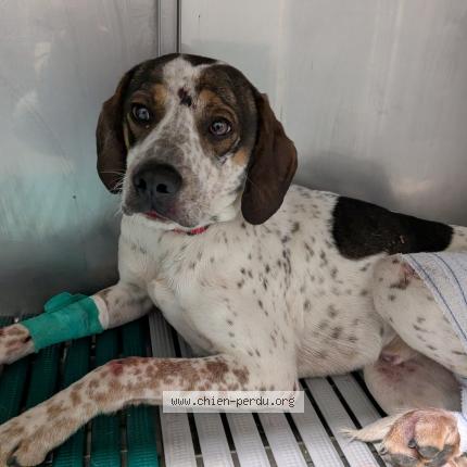 Photo 1/1 Found dog Found in Rannee