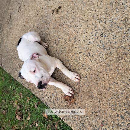 Photo 1/2 Artemis Chien lost in Baguer morvan