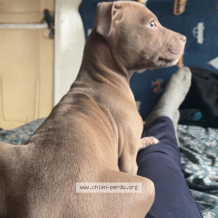 Photo 1/1 Tyson Chien lost in Saint prive