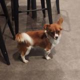 Picture of dog found at Gleize