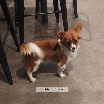 Photo 1/1 Found dog Found in Gleize