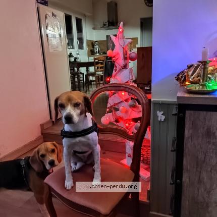 Photo 1/1 Maya Chien lost in Rieux