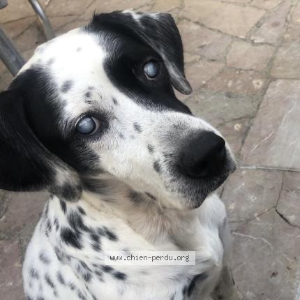 Photo 1/1 SYMBA Chien lost in Vacheresses les basses