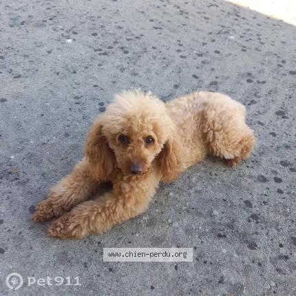 Photo 1/1 Found dog Found in Setif