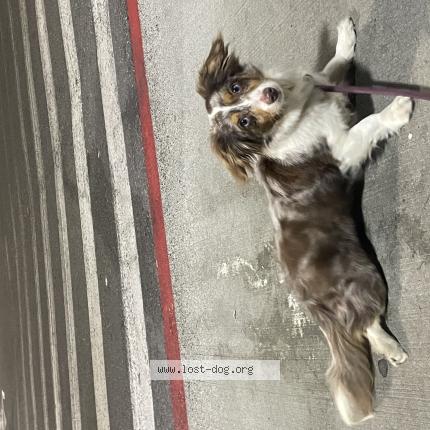 Photo 1/1 Franky Dog lost in Seattle