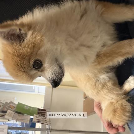Foto 1/1 Hond teruggevonden Gevonden in Sprimont