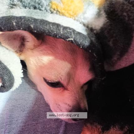 Photo 1/1 Joey Dog lost in Tracy