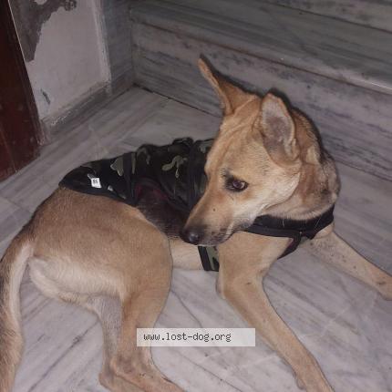 Photo 1/1 Reunited dog Lost in Faridabad