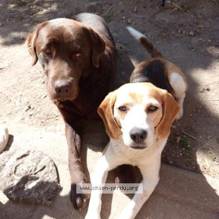 Photo 1/1 Saphir Chien lost in Pleine selve