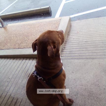 Photo 1/5 Cofi Dog lost in Austin