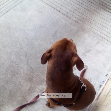 Photo 2/5 Cofi Dog lost in Austin