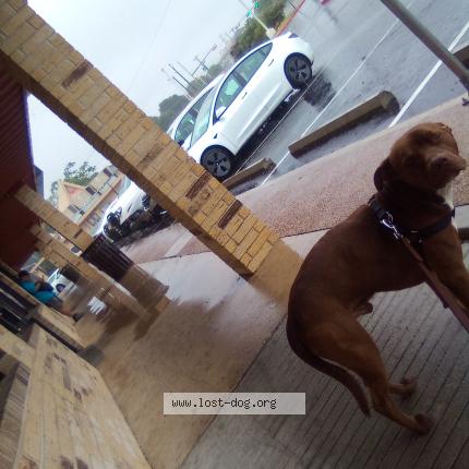 Photo 4/5 Cofi Dog lost in Austin