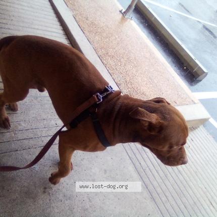 Photo 5/5 Cofi Dog lost in Austin